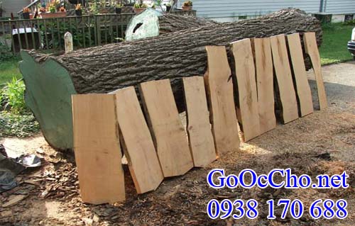 gỗ walnut (gỗ óc chó) mỹ nhập khẩu